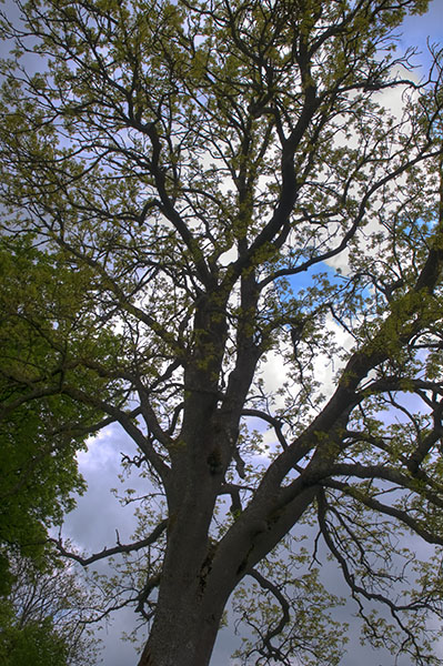 Baum mit Tone-Mapping