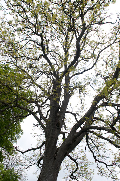 Baum ohne Tone-Mapping