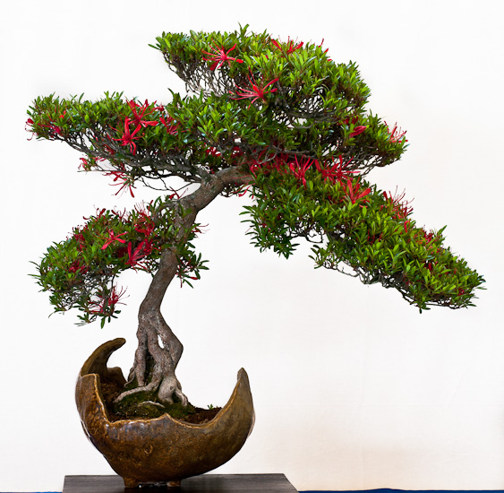 satsuki-azalee als bonsai