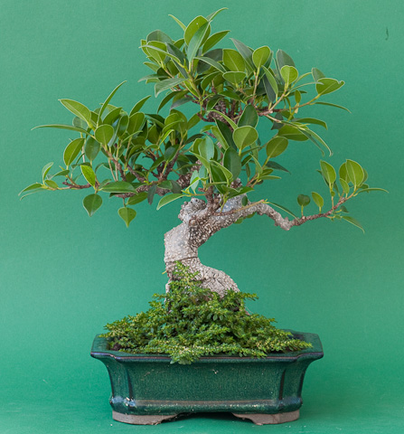 Meine Art Bonsai zu fotografieren