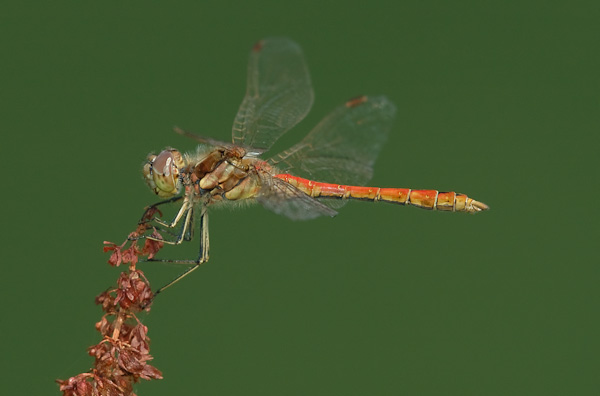 Gemeine Heidelibelle (Sympetrum vulgatum)