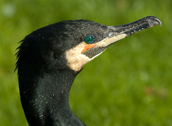 Kormoran