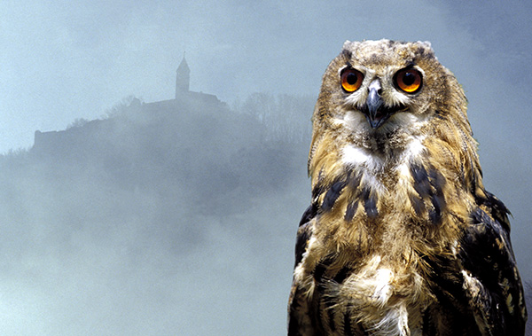 Portrait eines jungen Uhu (Bubo bubo)