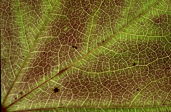 Ahornblatt in Herbstfärbung