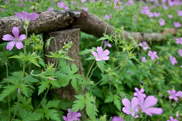 Blüten und Blumen im blühenden Barock