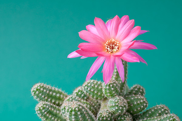 Chamaecereus-Hybride El Gigante