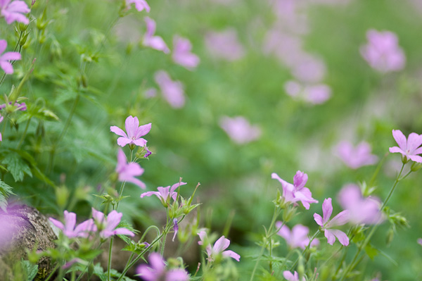 Nikon 2,8/180mm mit Blende 2,8