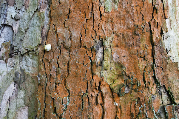 Schnecke auf der Baumrinde