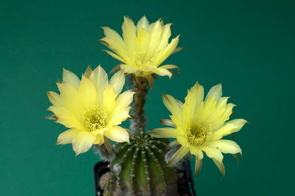 Echinopsis aurea