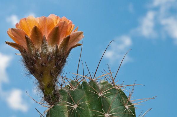 Echinopsis marsoneri