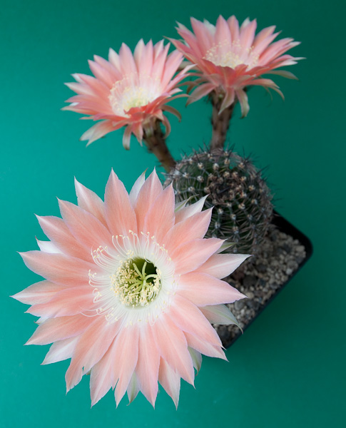 Echinopsis-Hybride "Andenken an Fric" 366