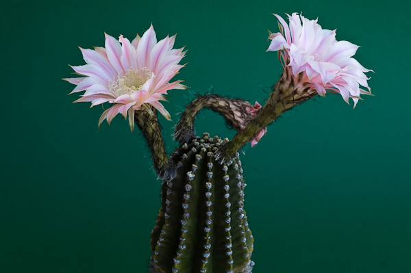 Echinopsis-Hybride Summertime 299