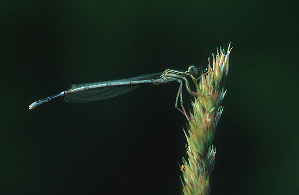 Gemeine Federlibelle (Platycnemis pennipes)