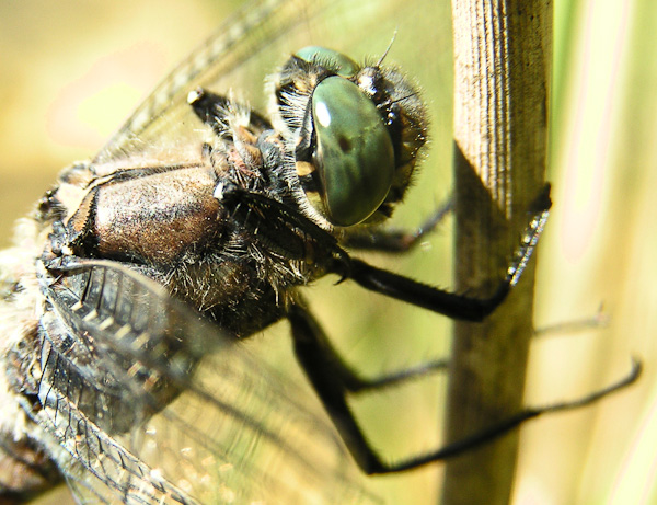 Portrait Großer Blaupfeil (Orthetrum cancellatum)