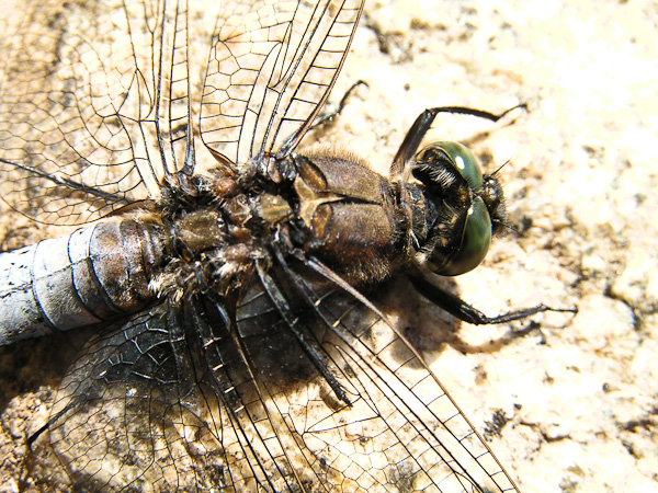 Großer Blaupfeil (Orthetrum cancellatum)