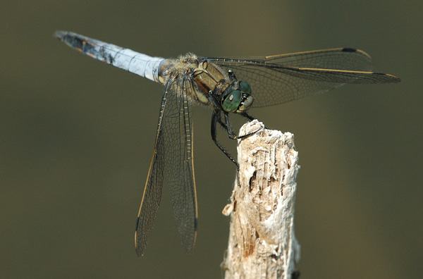 Großlibelle Großer Blaupfeil (Orthetrum cancellatum)