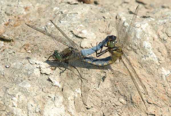 Paarungsrad Großer Blaupfeil (Orthetrum cancellatum)