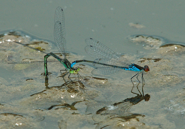 Kleines Granatauge (Erythromma viridulum) bei der Eiablage