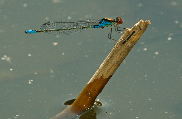 Libelle kleines Granatauge (Erythromma viridulum)