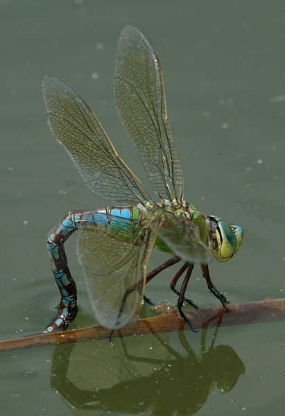 Große Königslibelle (Anax imperator) bei der Eiablage