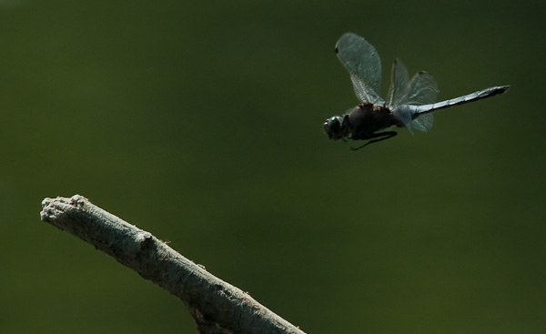 Großer Blaupfeil (Orthetrum cancellatum)