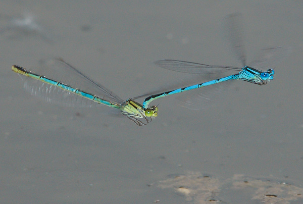 Libellen Pokalazurjungfern (Cercion lindenii) im Flug