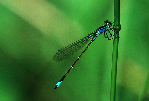 Große Pechlibelle, männlich (Ischnura elegans)