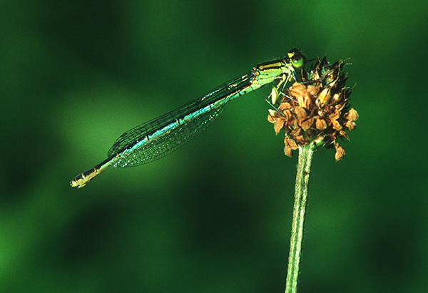 Weibliche Pokalazurjungfer (Cercion lindenii)