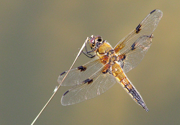 Vierfleck (Libellula quadrimaculata)