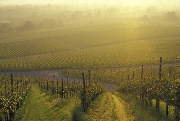 Weinberg am Kappelberg