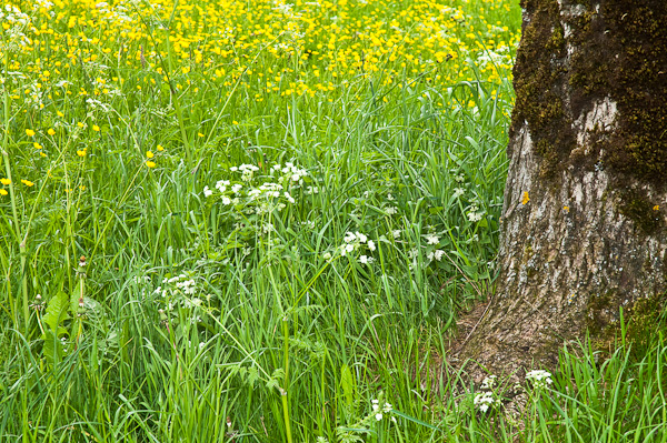 Baum und Wiese