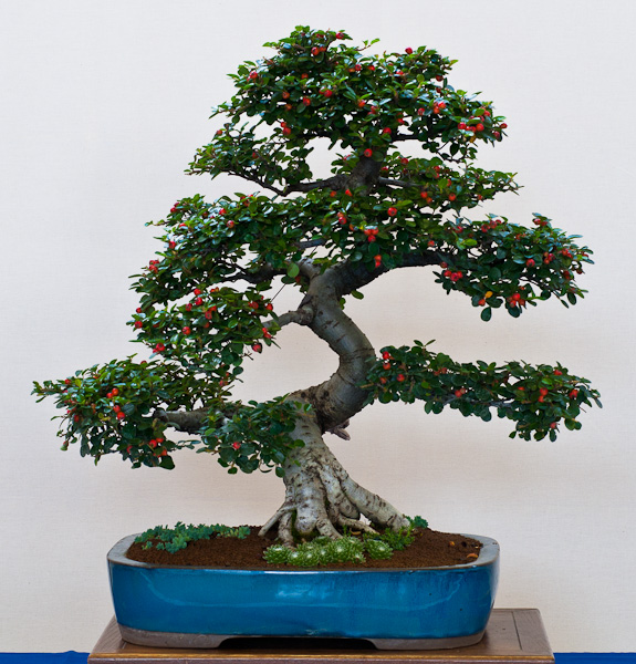 Zwergmispel (Cotoneaster)