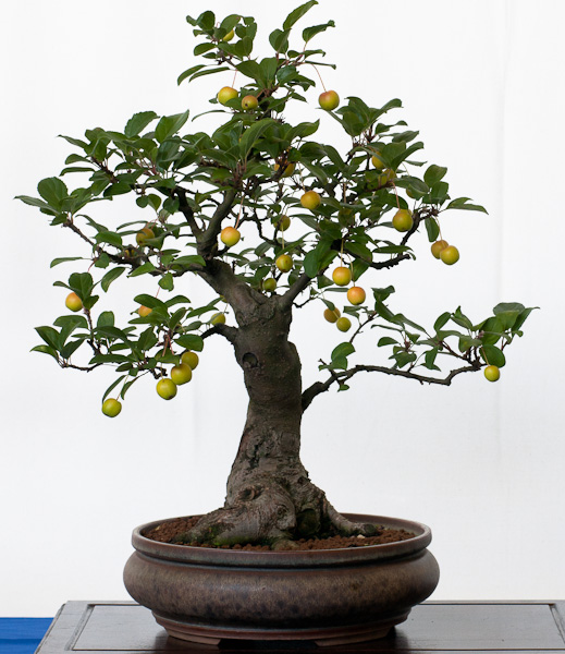 Fotowettbewerb „Der schönste Bonsai“