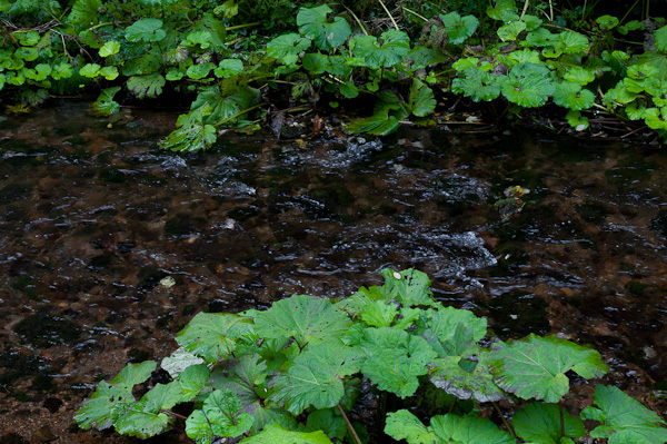 Fluß Bernau Alb im Schwarzwald