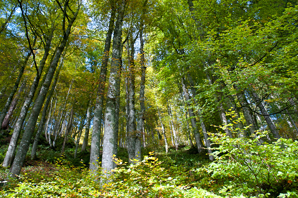 Buchenwald am Südhang des Blößling 1309 m