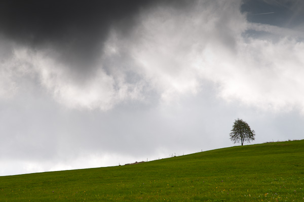 Einzelner Baum im Schwarzwald