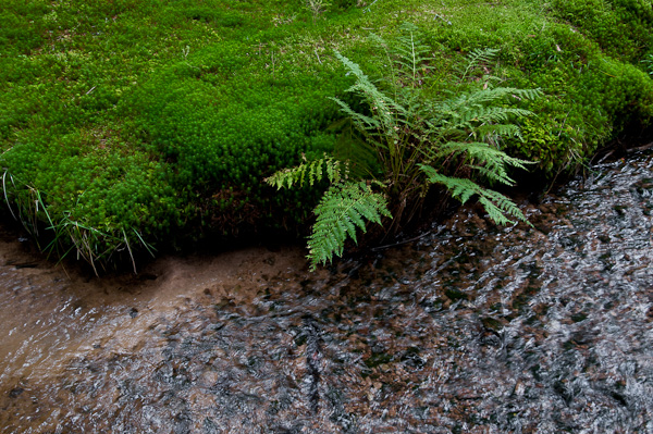 Farn und Moos im Zauberwald