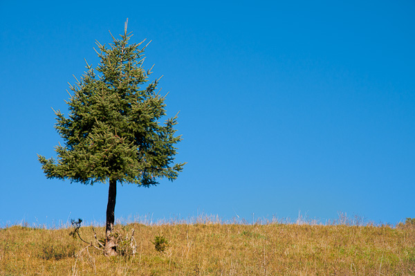 Einzelner Nadelbaum