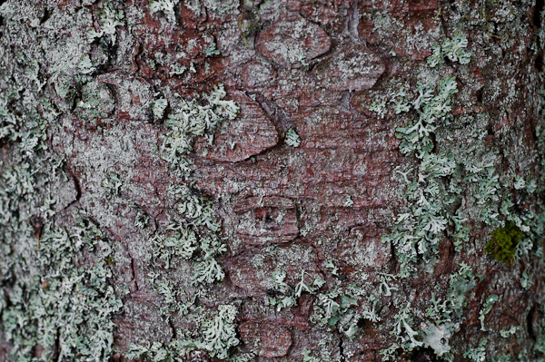 Rinde und Flechten an einem Nadelbaum