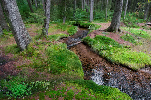 Zauberwald im Naturschutzgebiet Taubenmoos