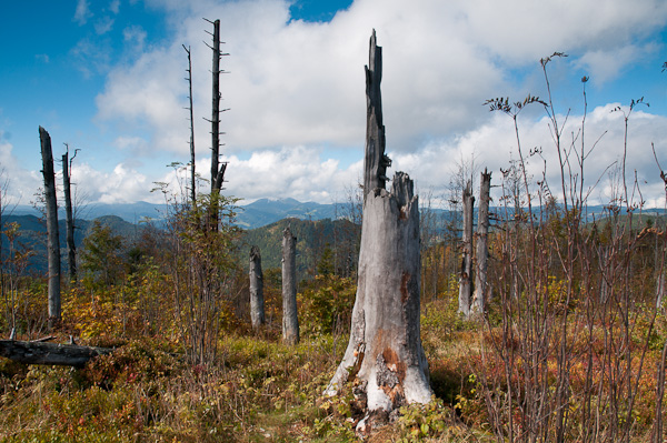 Tote Bäume am Gipfel des Blößling 1309 m