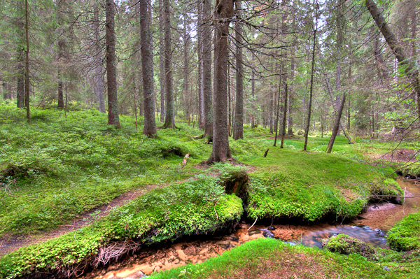 Im Zauberwald - Naturschutzgebiet Taubenmoos