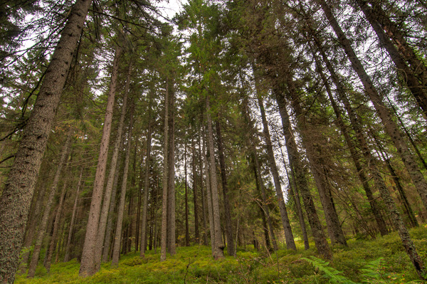 Hohe Nadelbäume in Zauberwald