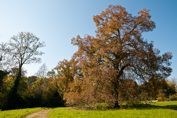 Alte Winter-Linde (Tilia cordata)