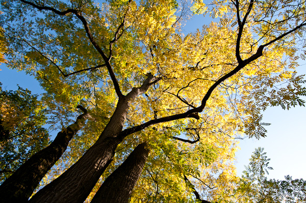 Amerikanischer Geweihbaum (Gymnociadus dioicus)