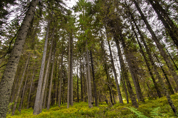 Nadelwald in HDR