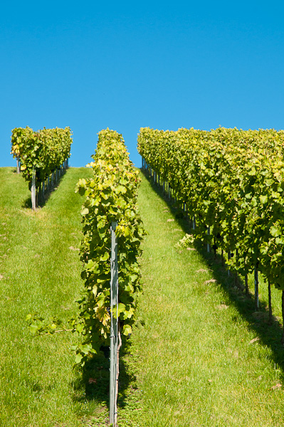 Weinberg und blauer Himmel