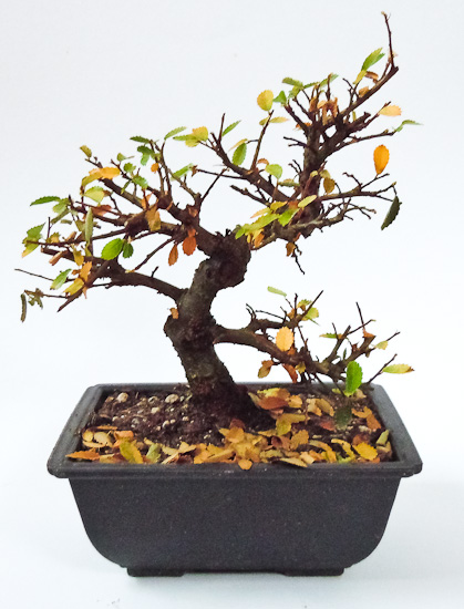 Bonsai mit der Nikon S8000 Bonsai mit der Nikon S8000