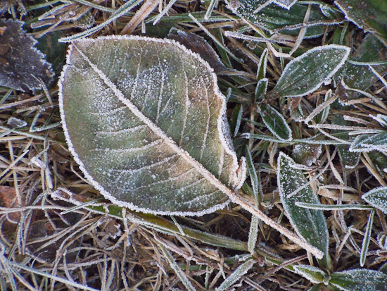 Blatt im Raureif