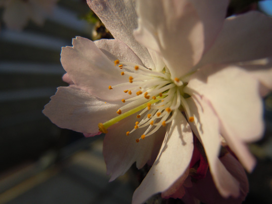 Blüte einer Zierkirsche (Prunus accolade)
